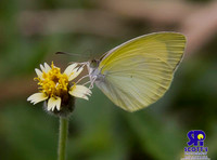 Nature 7