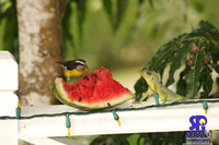 Nature 2