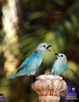 Nature 4