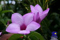 Nature 1