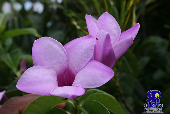 Nature 1