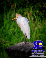 Nature 9